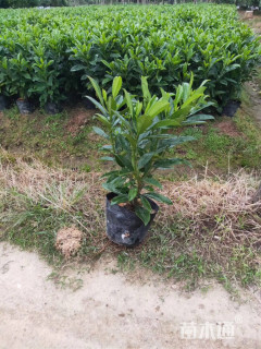 高度50厘米非洲茉莉