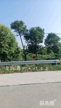 8公分大叶女贞