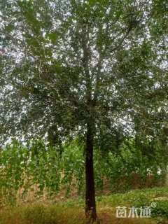 25公分榆树