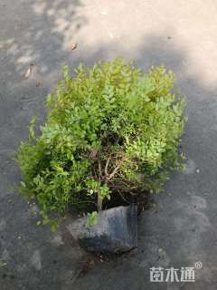 高度50厘米亮晶女贞球