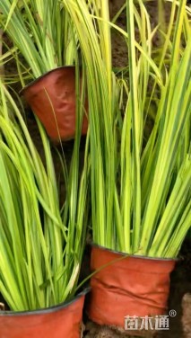 高度60厘米金叶石菖蒲