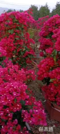 高度150厘米三角梅