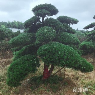 造型树桩盆景――