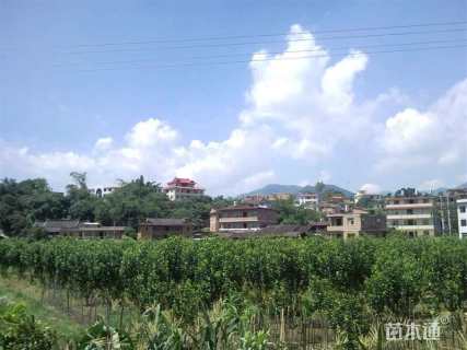 高度360厘米茶树