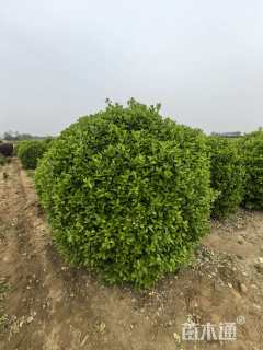 高度100厘米蓝叶忍冬