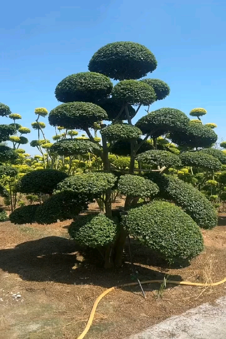 50公分对节白蜡