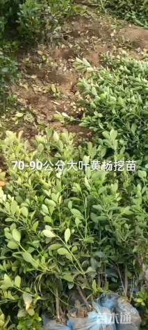 高度60厘米大叶黄杨