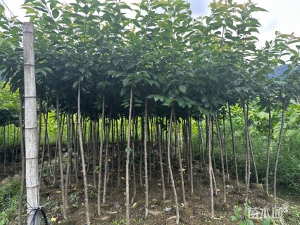 4公分福建山樱花