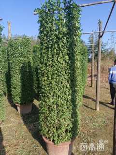 高度200厘米小叶女贞