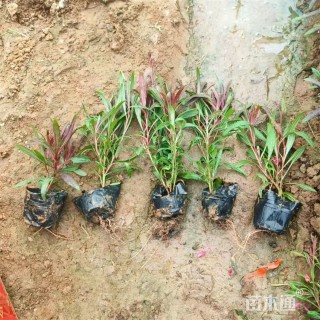 高度15厘米山桃草