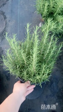 高度40厘米迷迭香