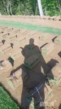 草卷状百慕大草