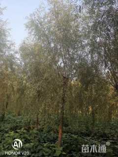 13公分金丝垂柳