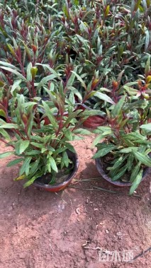 高度20厘米千鸟花