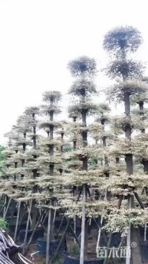 10公分锦叶榄仁