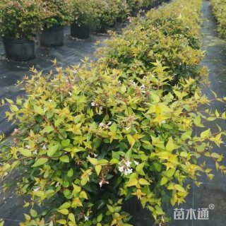 高度30厘米金叶大花六道木