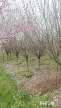 高度175厘米珍珠梅