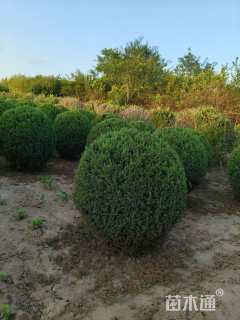 高度100厘米塔桧球