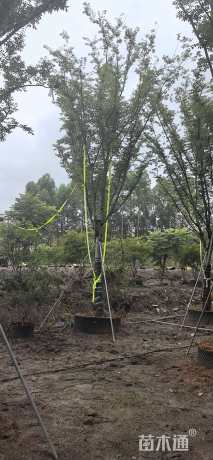 20公分榉树