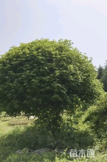 13公分桂花