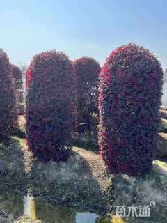 高度150厘米红花继木柱