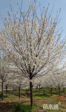 17公分染井吉野樱