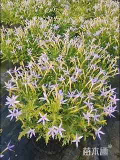 高度30厘米彩星花
