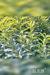 冠幅50厘米连翘球