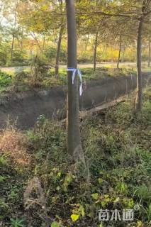 9公分朴树