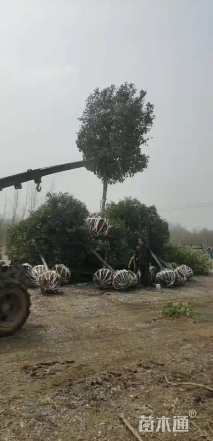 10公分高杆红叶石楠