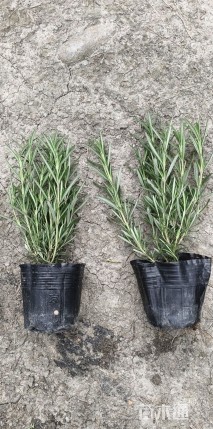 高度15厘米迷迭香