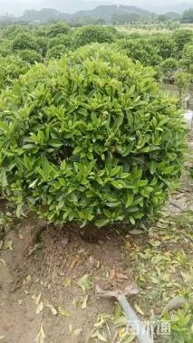 高度70厘米非洲茉莉