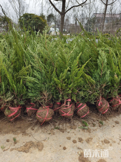 高度50厘米龙柏