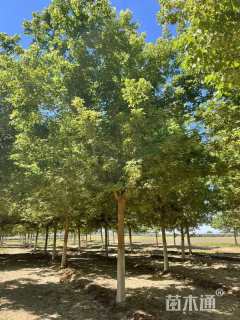 11公分金叶复叶槭