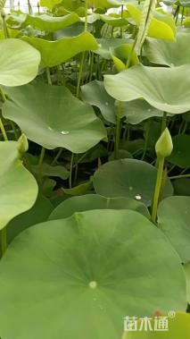 高度80厘米荷花