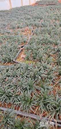 高度15厘米麦冬