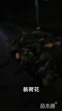 高度30厘米荷花