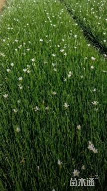 高度30厘米葱兰