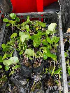 高度15厘米斑点大吴风草