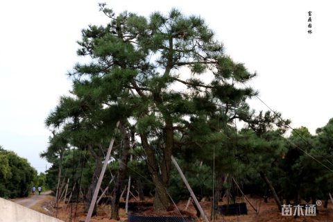 300厘米造型黑松