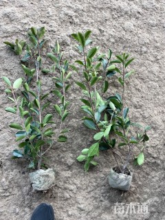 高度50厘米红叶石楠小苗