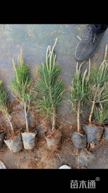 高度40厘米油松