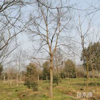 15公分乌桕