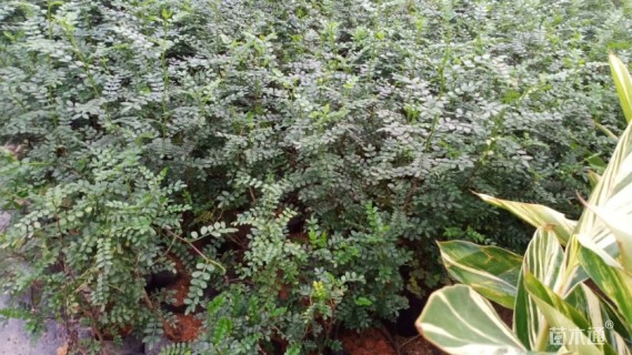 0.1公分清香木