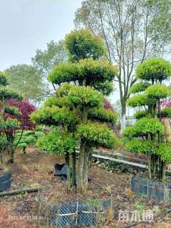 25公分造型椤木石楠