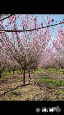 10公分骨里红梅