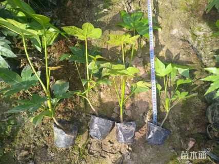 高度25厘米毛鹃小苗