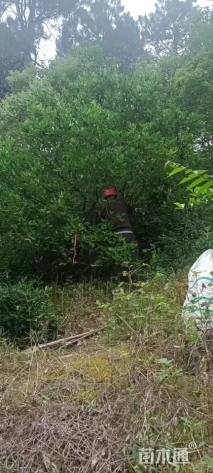 高度300厘米丛生胡柚