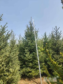 高度300.厘米云杉