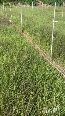 高度30厘米狼尾草